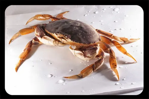 Dungeness Crab